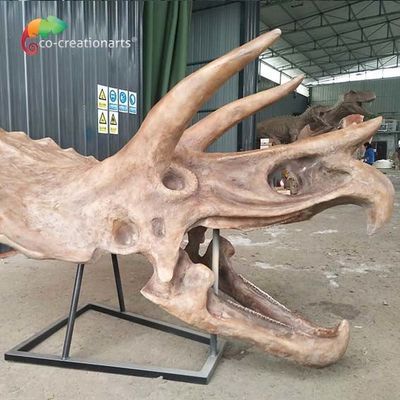 satın al ISO su tutmaz Dinozor İskeleti Replika Fosil Yaşam Boyu Triceratops Kafatası online manufacture
