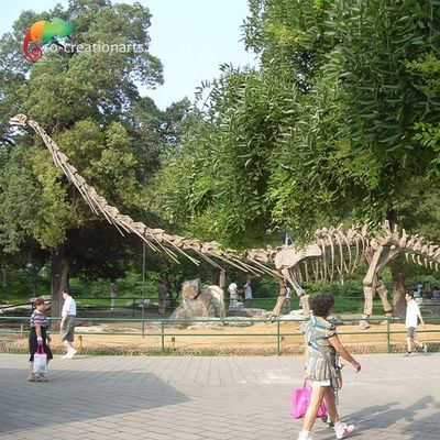 Güneşe Dayanıklı Yaşam Boyu Dinozor Modeli İskeleti Mamenchisaurus İskeleti 15m