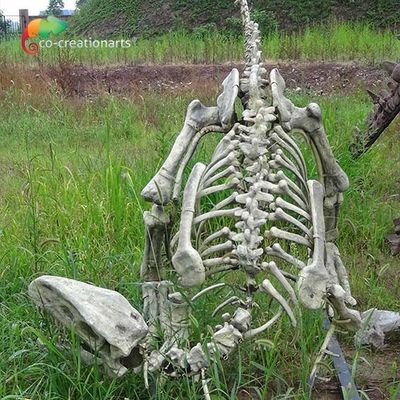 Müze Ekranı için Fiberglas Gerçek Boyut Gasosaurus Dinozorlar İskelet Kopyaları