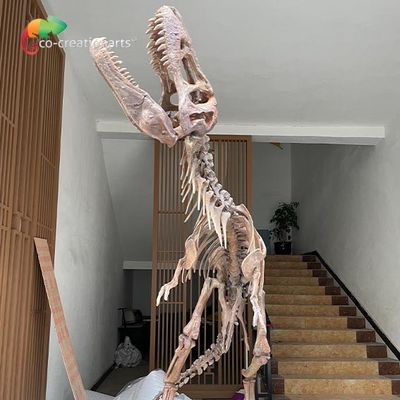 satın al Müze Sergisi İçin Suya Dayanıklı Fiberglas Dinozor İskeleti Kopyaları online manufacture