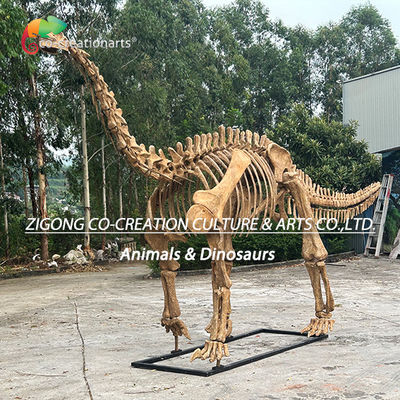 satın al Authentic Personalized Dinosaur Skeleton Model For Outdoor Decoration Shunosaurus Skeleton Replicas (Açık Dekorasyon İçin Gerçek Kişiselleştirilmiş Dinozor Iskeleti Modeli) online manufacture